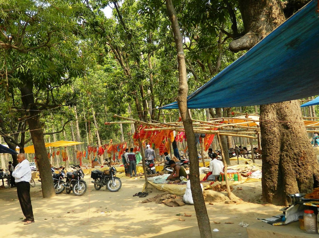 Kushmi Forest景点图片