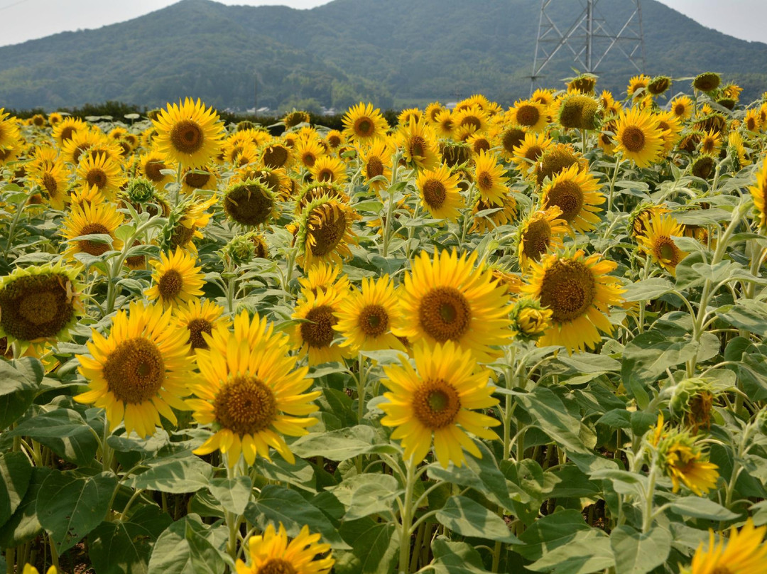 Sante Park Tahara-田原市必去景点