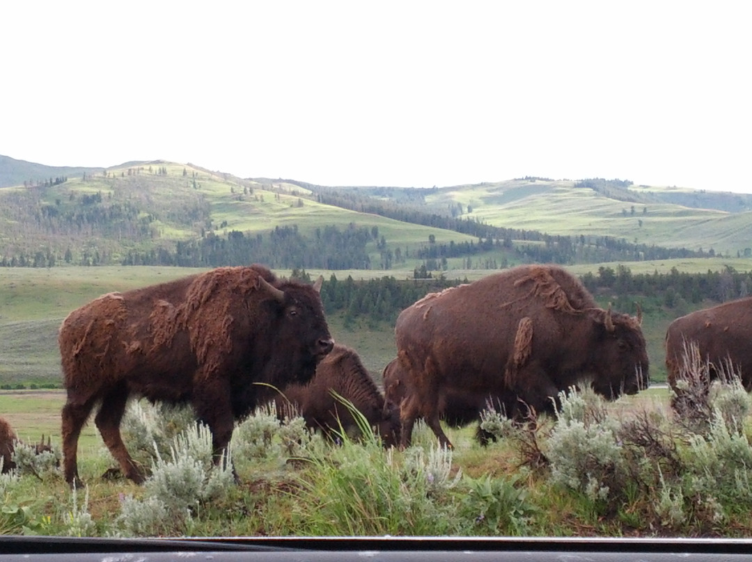 拉马尔山谷-黄石国家公园必去景点