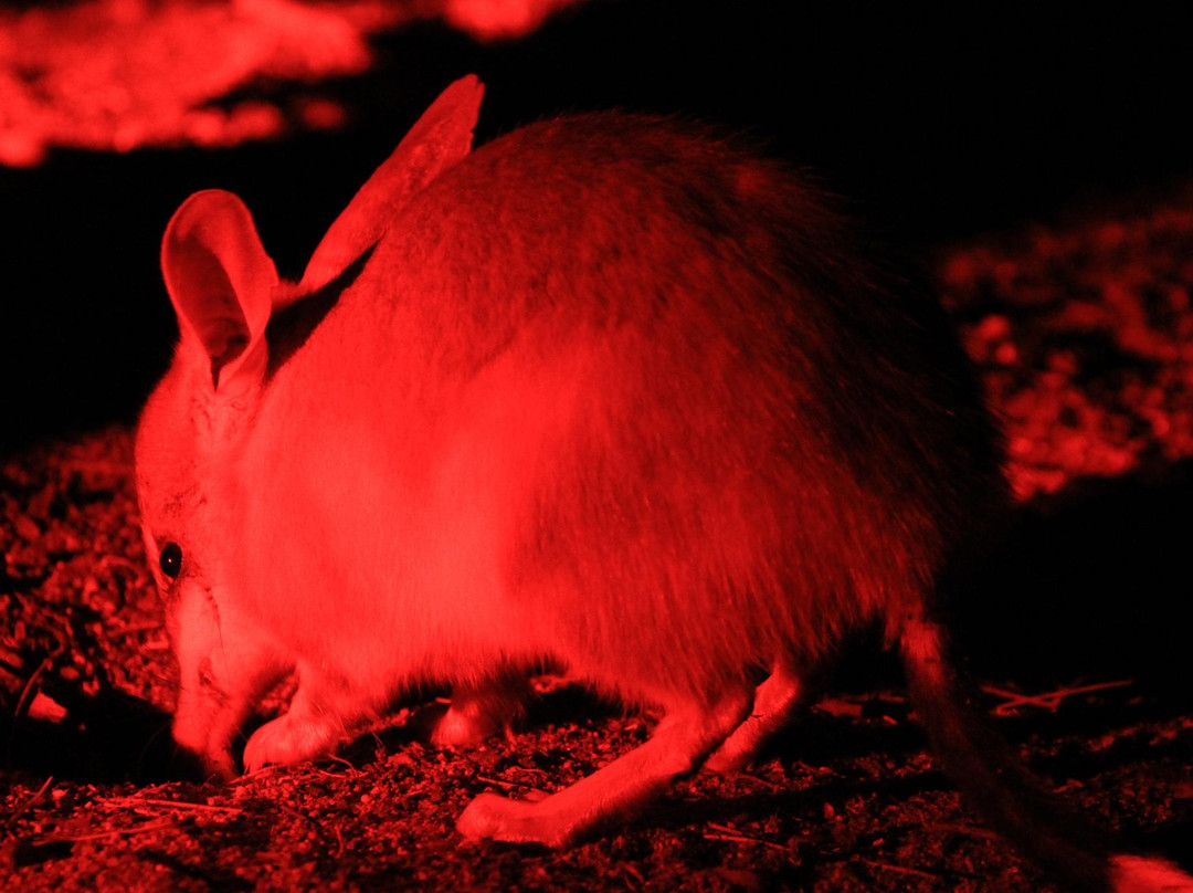 Barna Mia Nocturnal Wildlife Experience景点图片