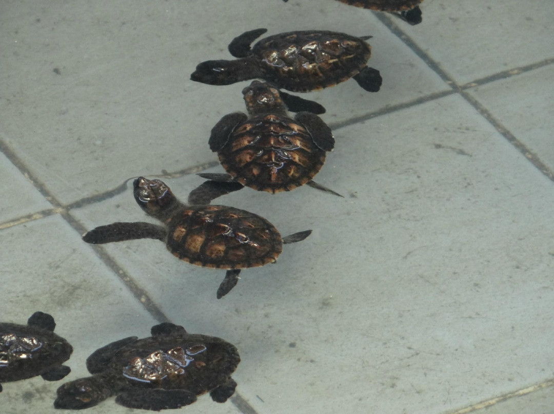 Sea Turtle Conservation Center, Sattahip-色桃邑必去景点
