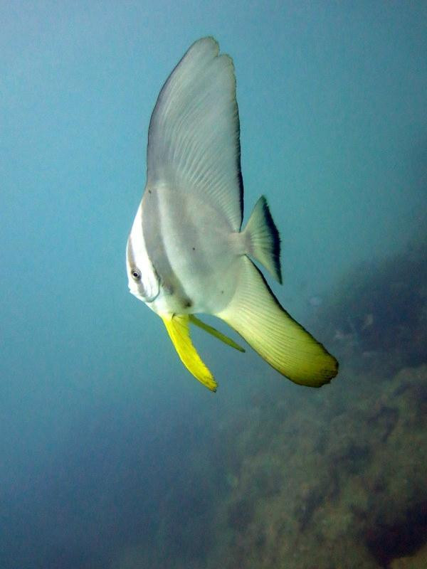Bora Dive & Research景点图片
