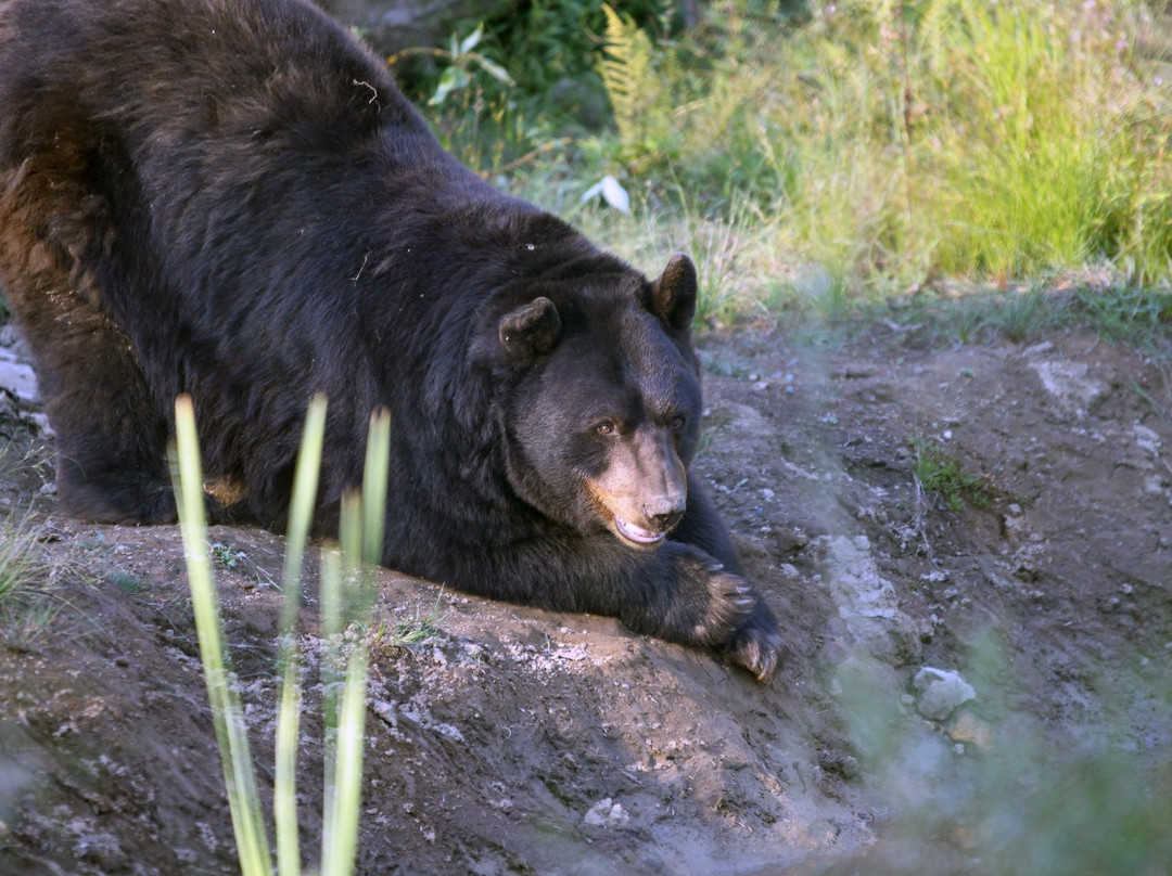 Greater Vancouver Zoo-Aldergrove必去景点