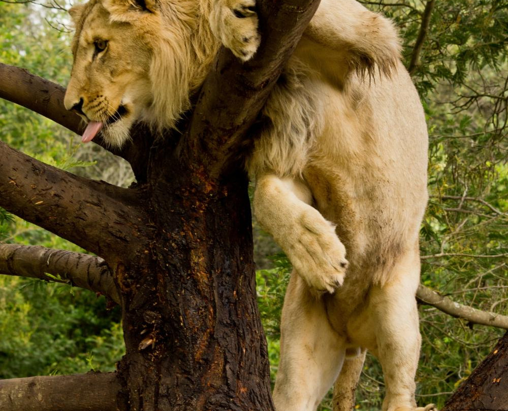 Botlierskop Private Game Reserve-莫塞尔贝必去景点