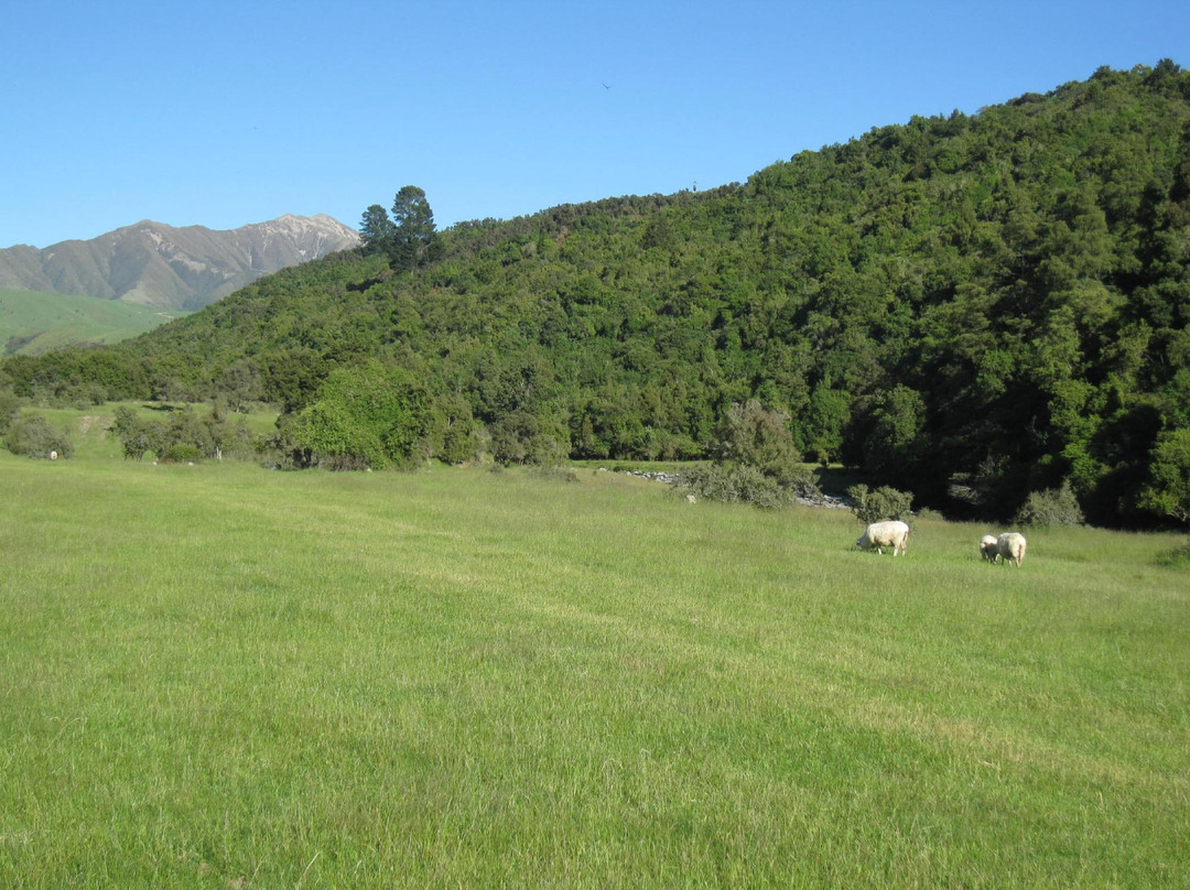 DOC Waihi Gorge campsite