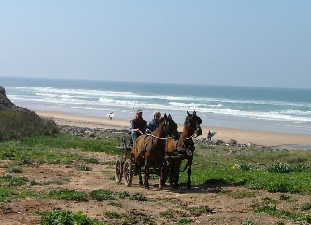 Horses in the Sun景点图片