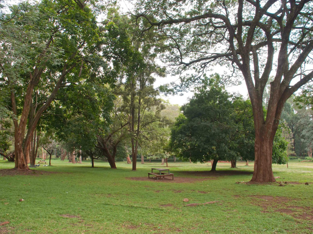 Nairobi Arboretum-内罗毕必去景点