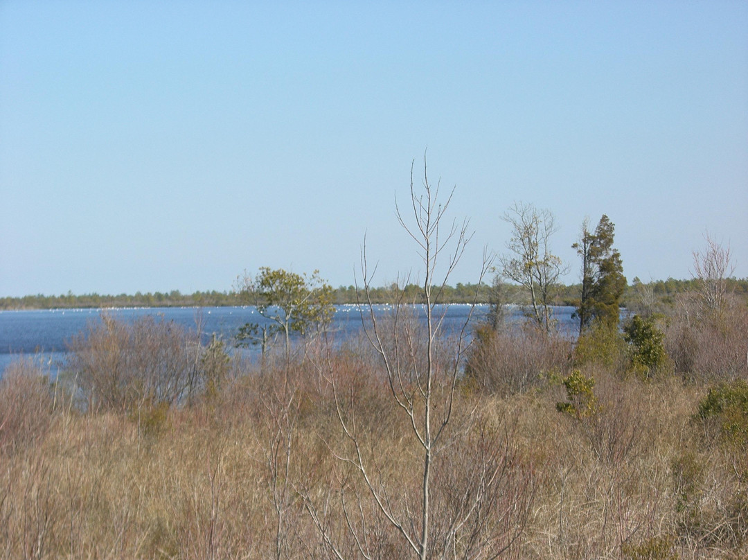 Pocosin Lakes National Wildlife Refuge-Columbia必去景点