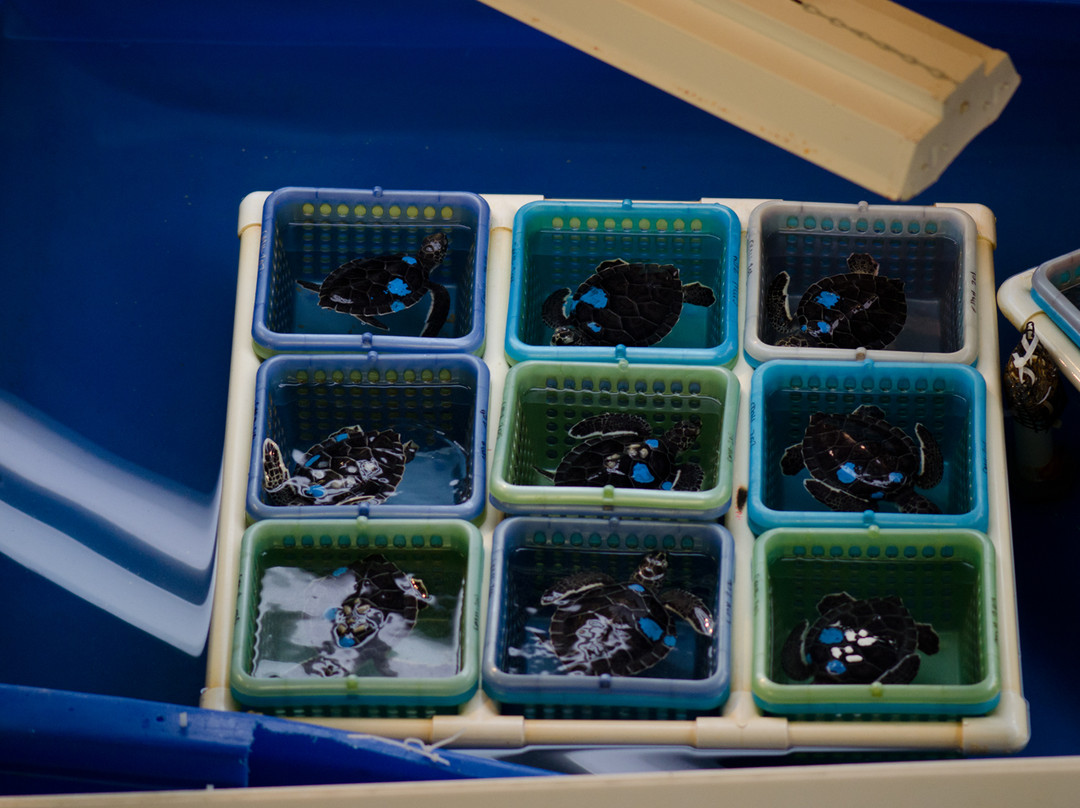 Gumbo Limbo Nature Center-博卡拉顿必去景点