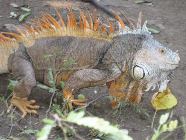 Iguanario Archundia-曼萨尼约必去景点