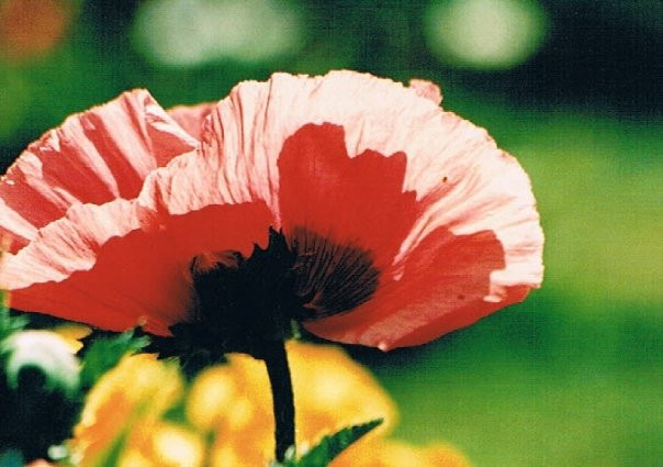 Schreiner's Iris Gardens-塞勒姆必去景点