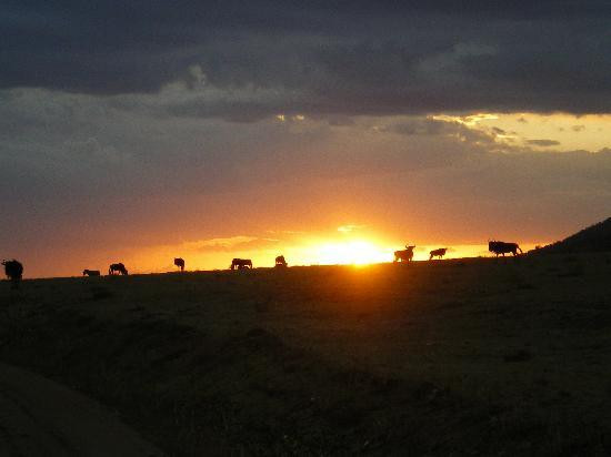 肯尼亚自然世界之旅-内罗毕必去景点