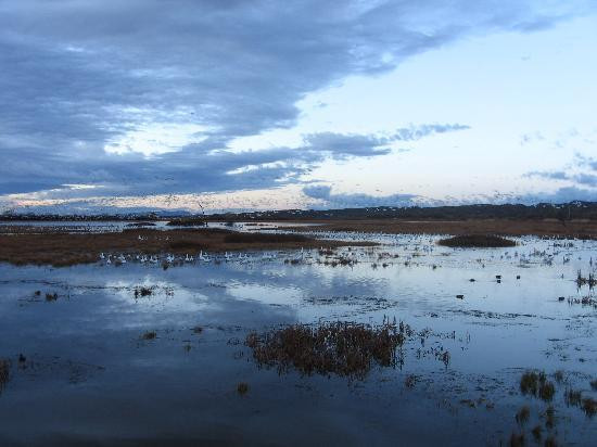 Bosque del Apache National Wildlife Refuge-San Antonio必去景点