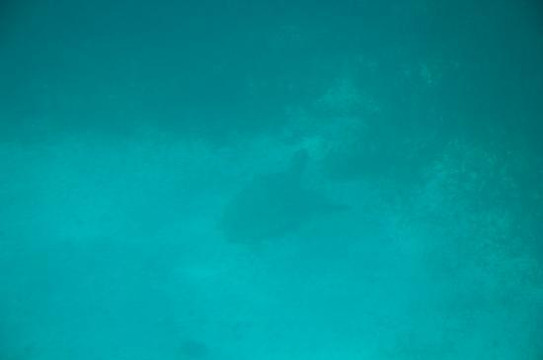 Caicos Tours-普罗维登西亚莱斯必去景点