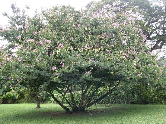 Royal Botanical Gardens-西班牙港必去景点