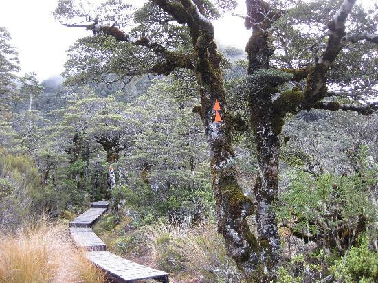 Arthur's Pass Hiking & Tranz Alpine One Day Tour景点图片