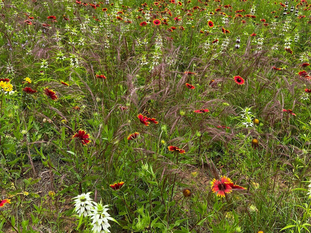 Willow City Loop-弗雷德里克斯堡必去景点