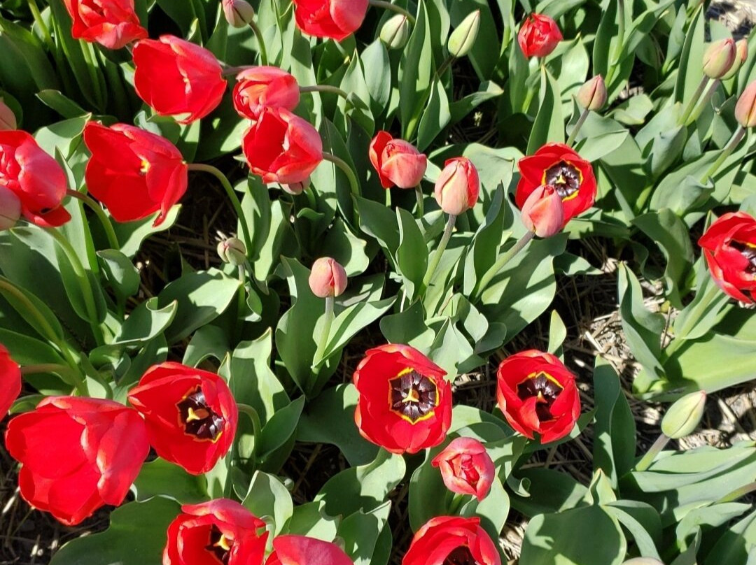 The Flower Bulb Region-利塞必去景点
