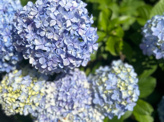 Juniper Bed & Breakfast主图