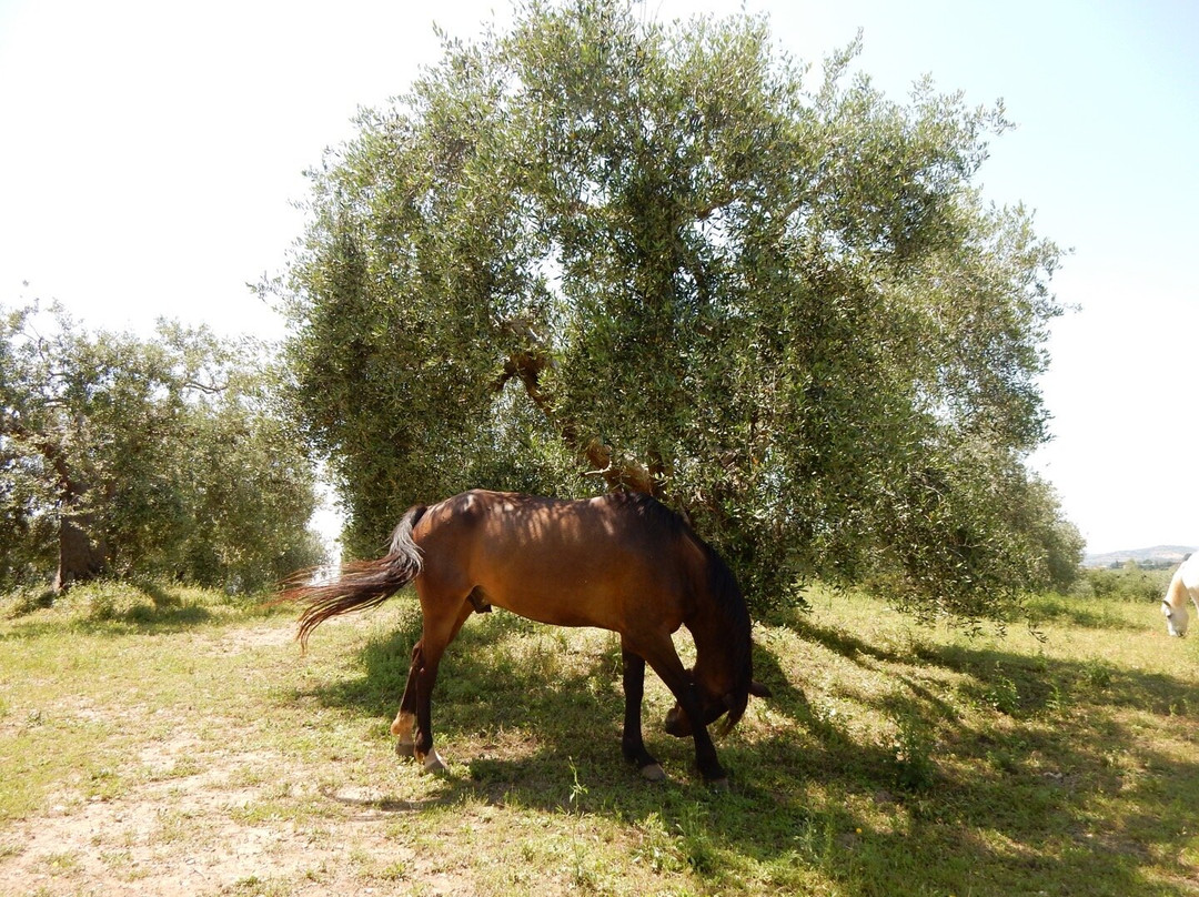 Olivo della Strega di Magliano in Toscana-Magliano in Toscana必去景点