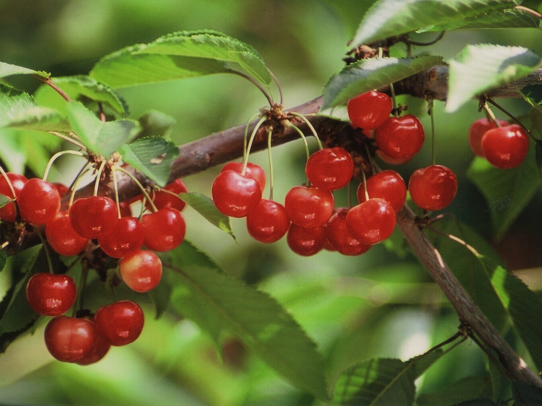 Ohashi Cherry Farm-芦别市必去景点