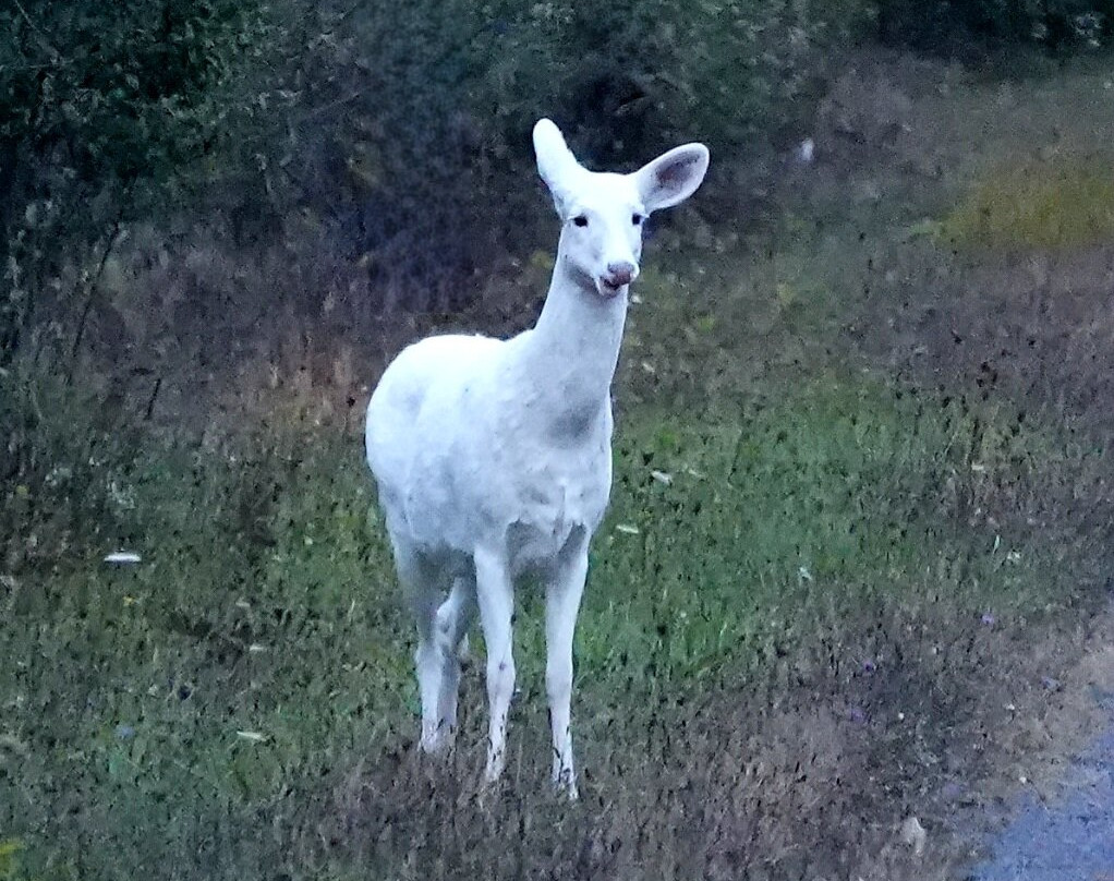 Deer Haven Park景点图片