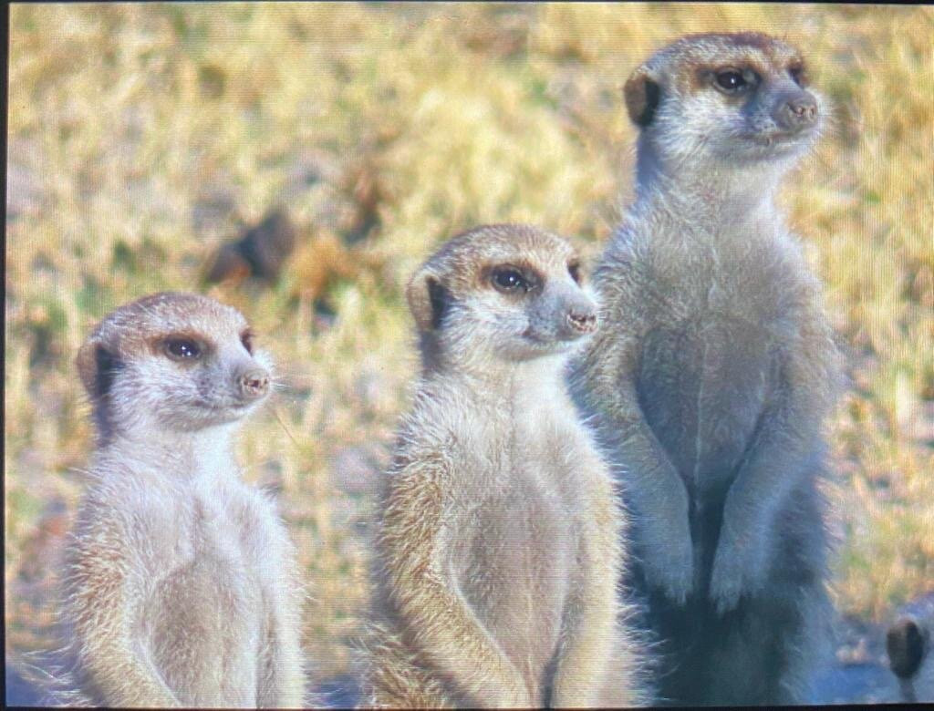 Kalahari Breeze Safaris景点图片