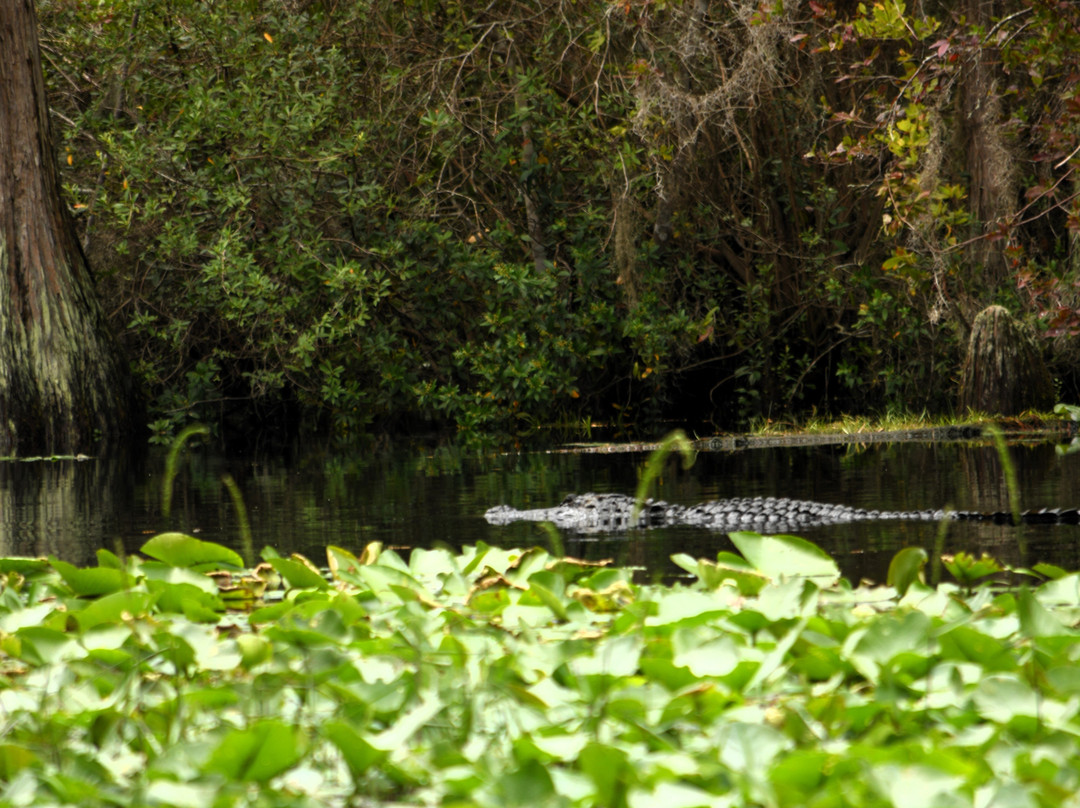Stephen C. Foster State Park-Fargo必去景点