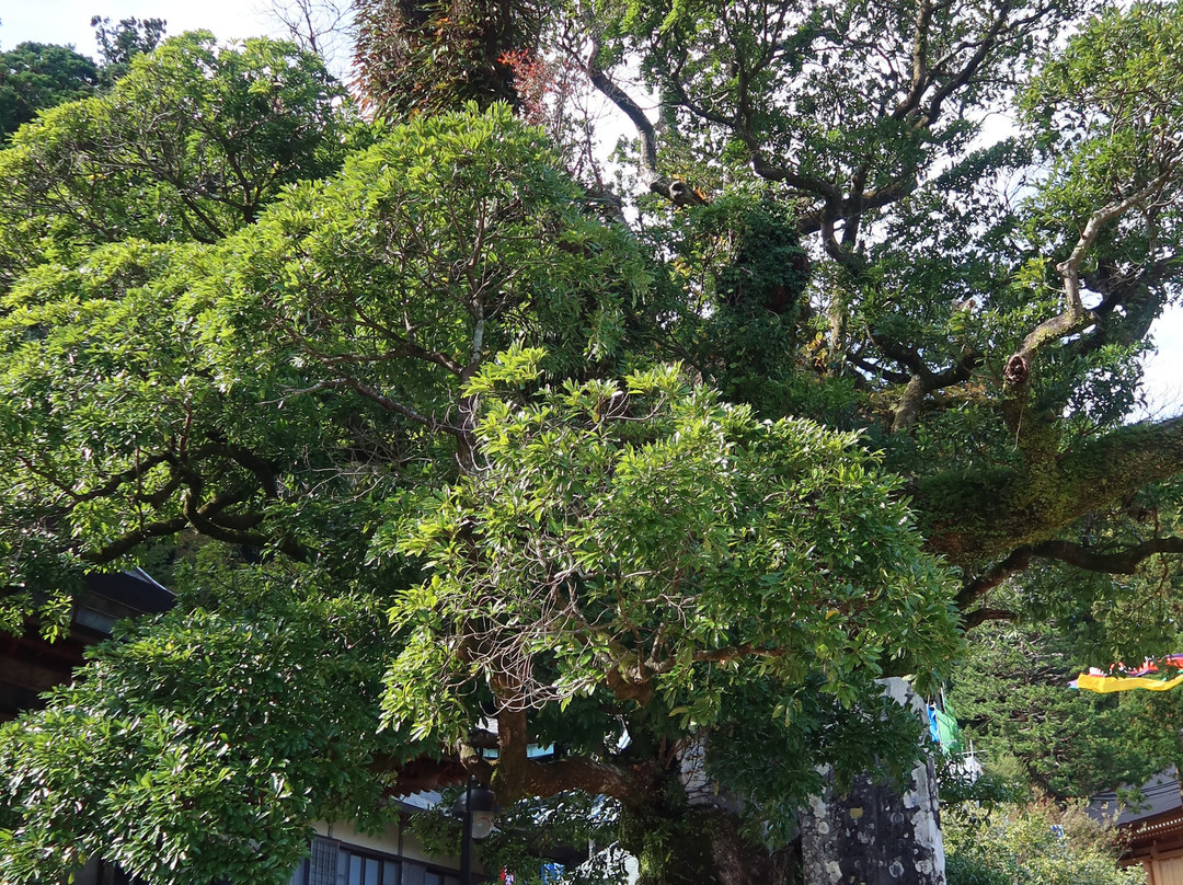 Nachisan Seigantoji Temple-那智胜浦町必去景点