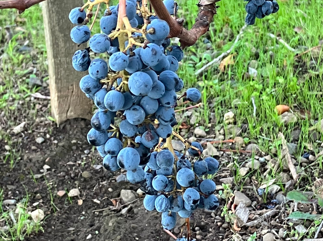 Vineyard Country Inn主图