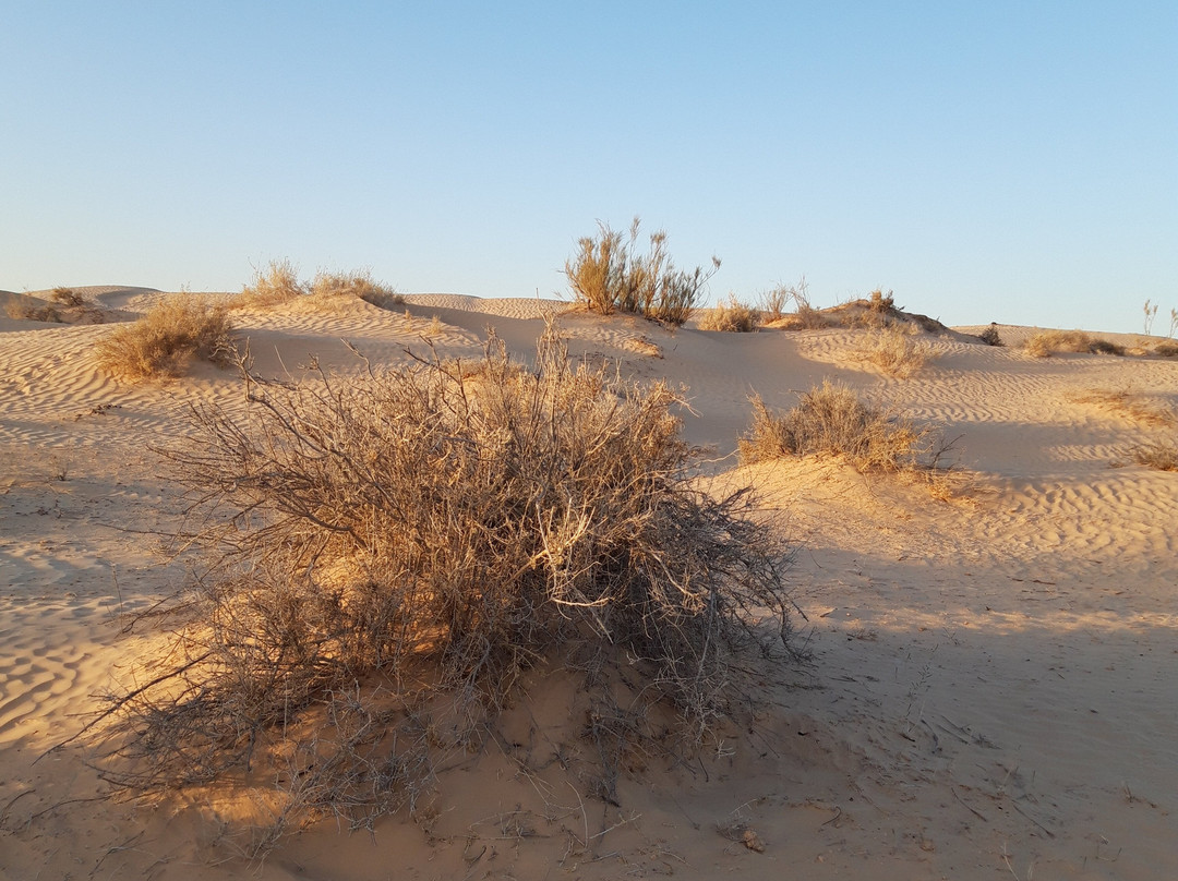 Wüstentour - Tunesien - Douz - Kameltrekking景点图片