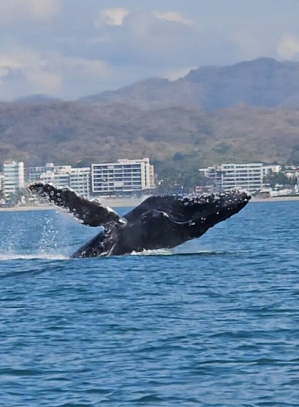 Ocean Friendly Whale Watching Tours景点图片