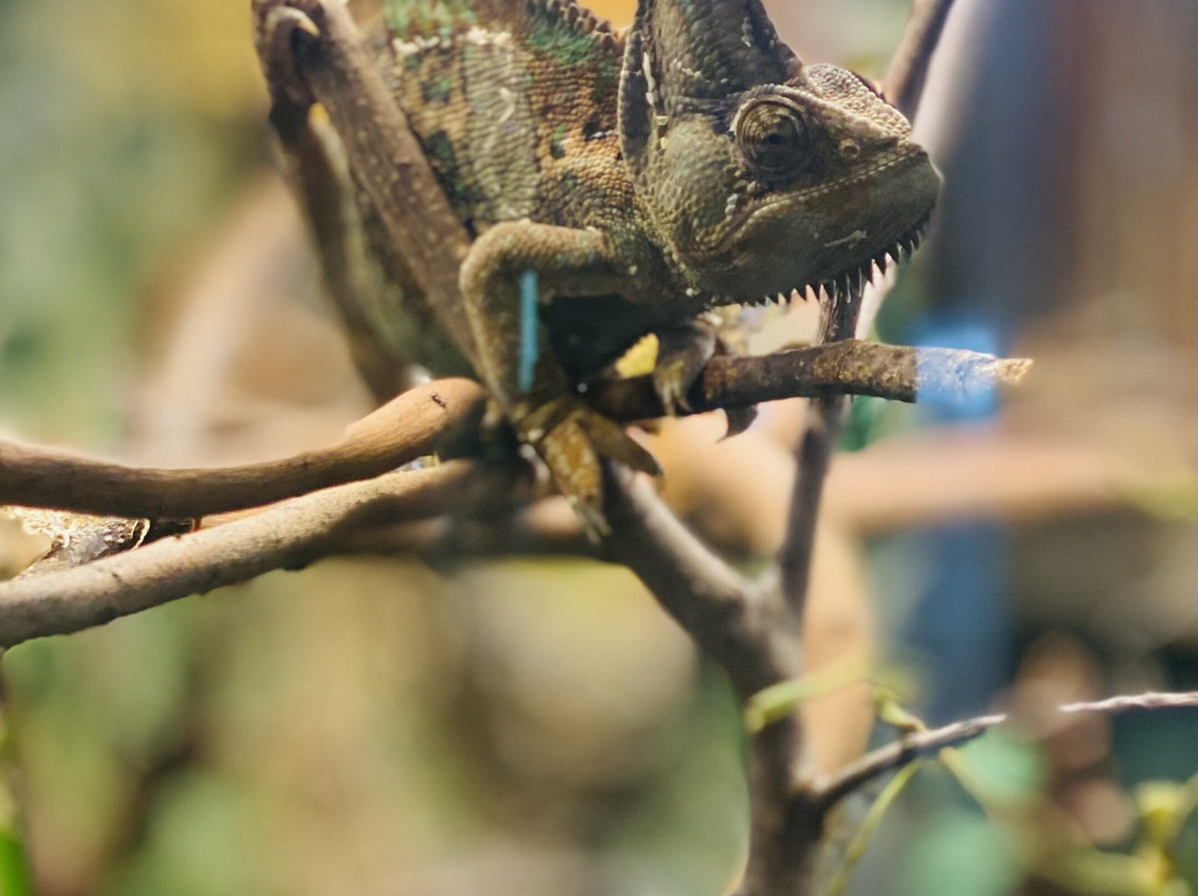 North Texas Safari Park-Bonham必去景点