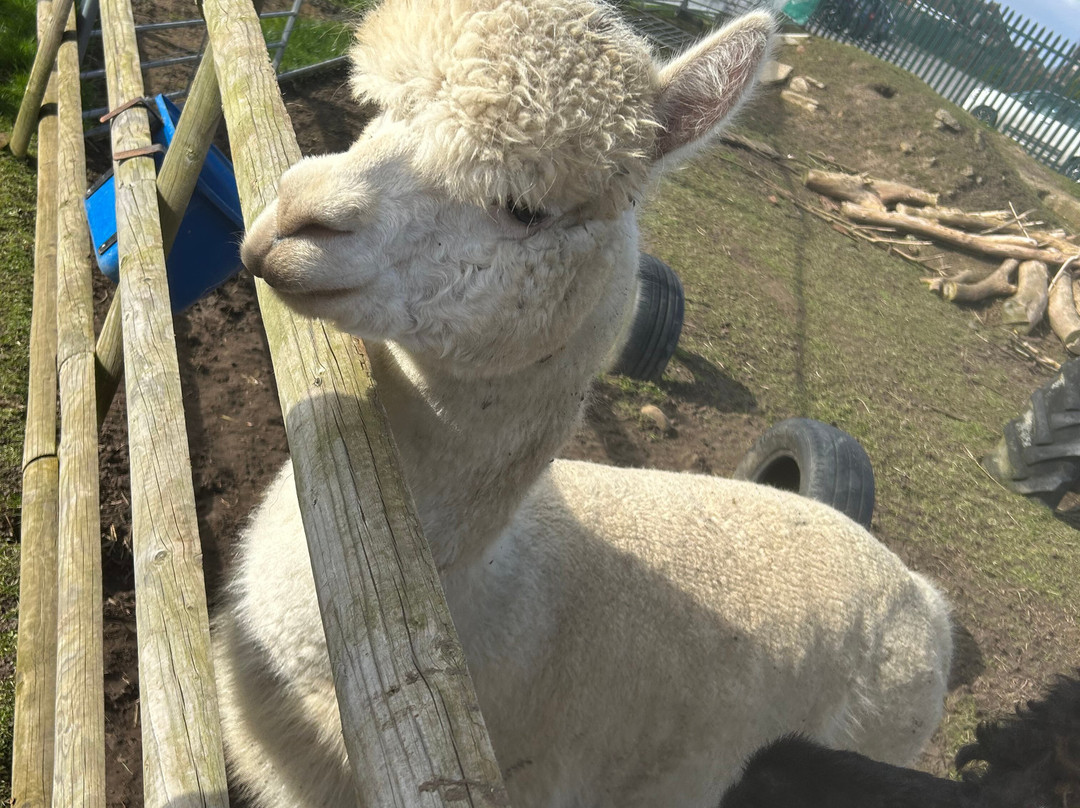 Nunny's Farm CIC景点图片