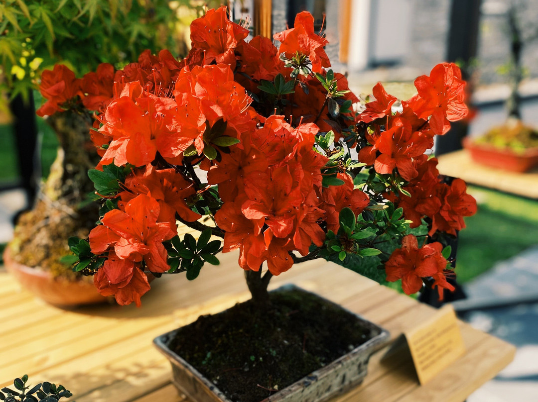 Yalova Bonsai Müzesi-Yalova必去景点
