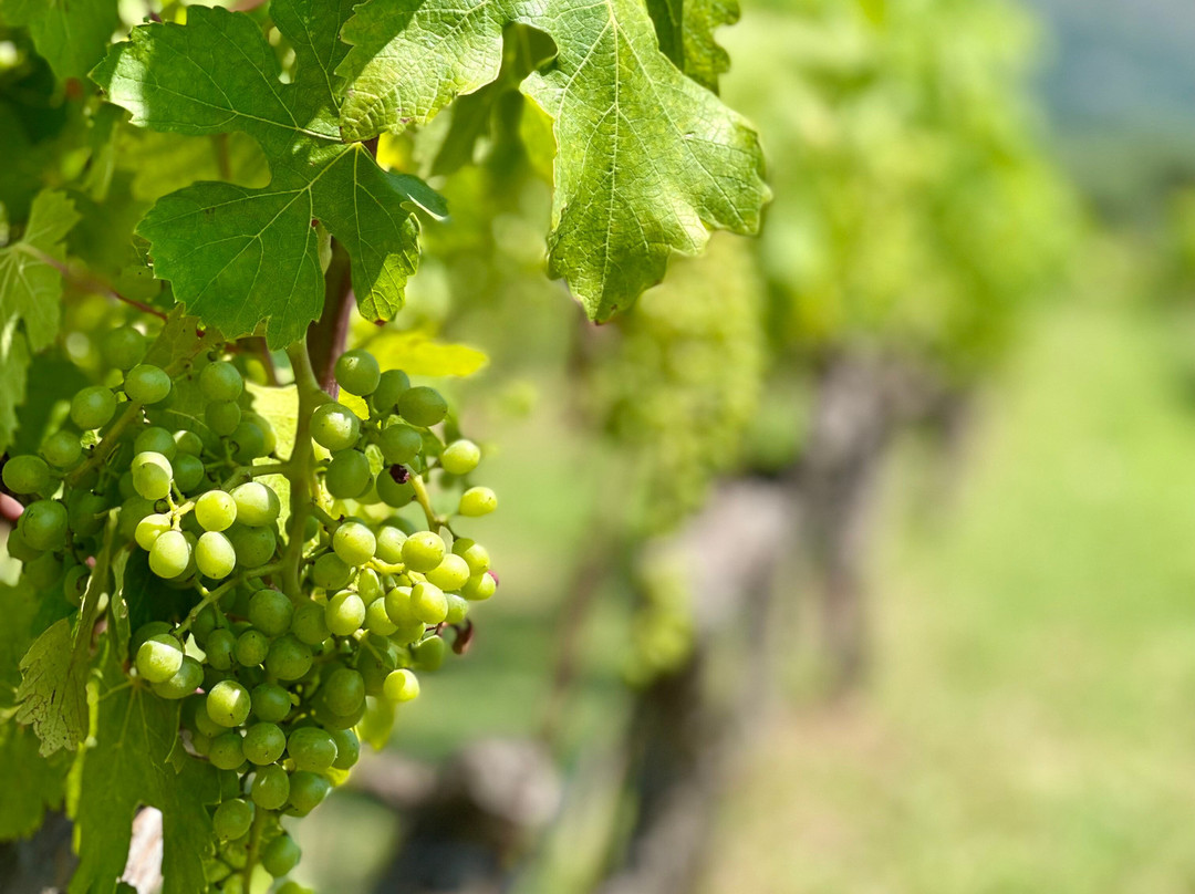 Winery Bratos景点图片