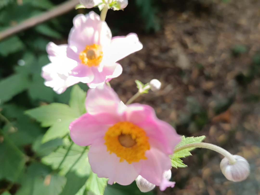 Sas Les Jardins De Kerdalo景点图片