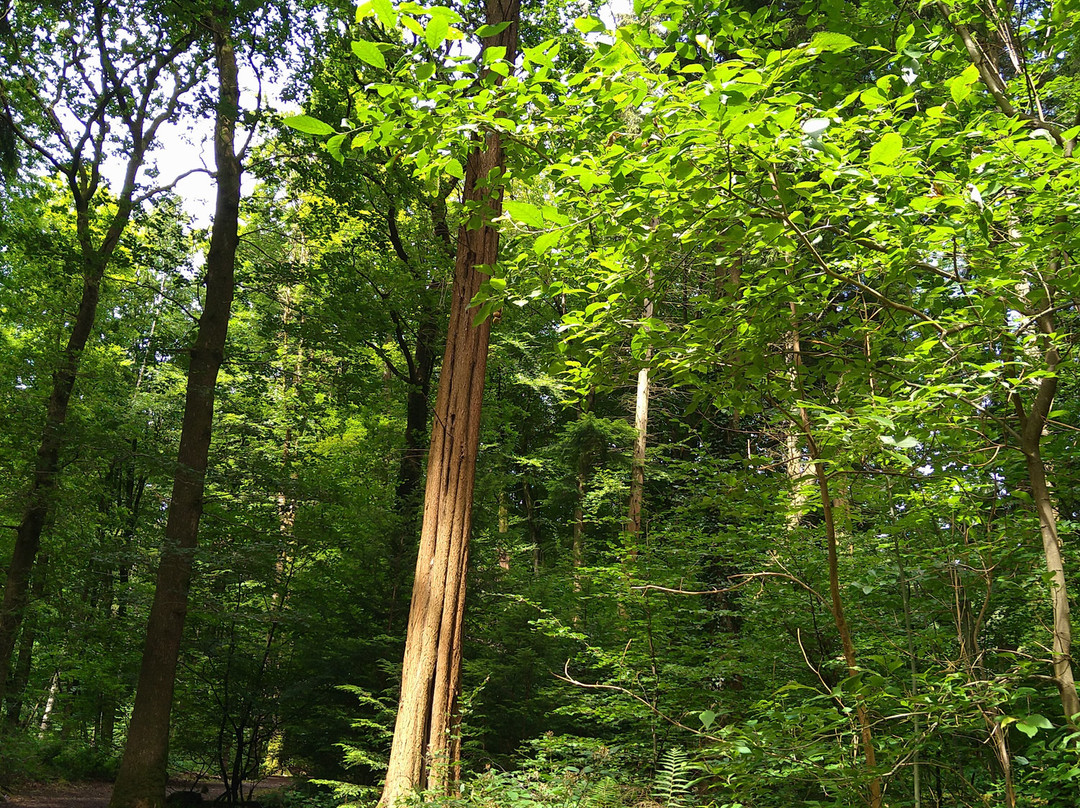 Mabie Forest景点图片