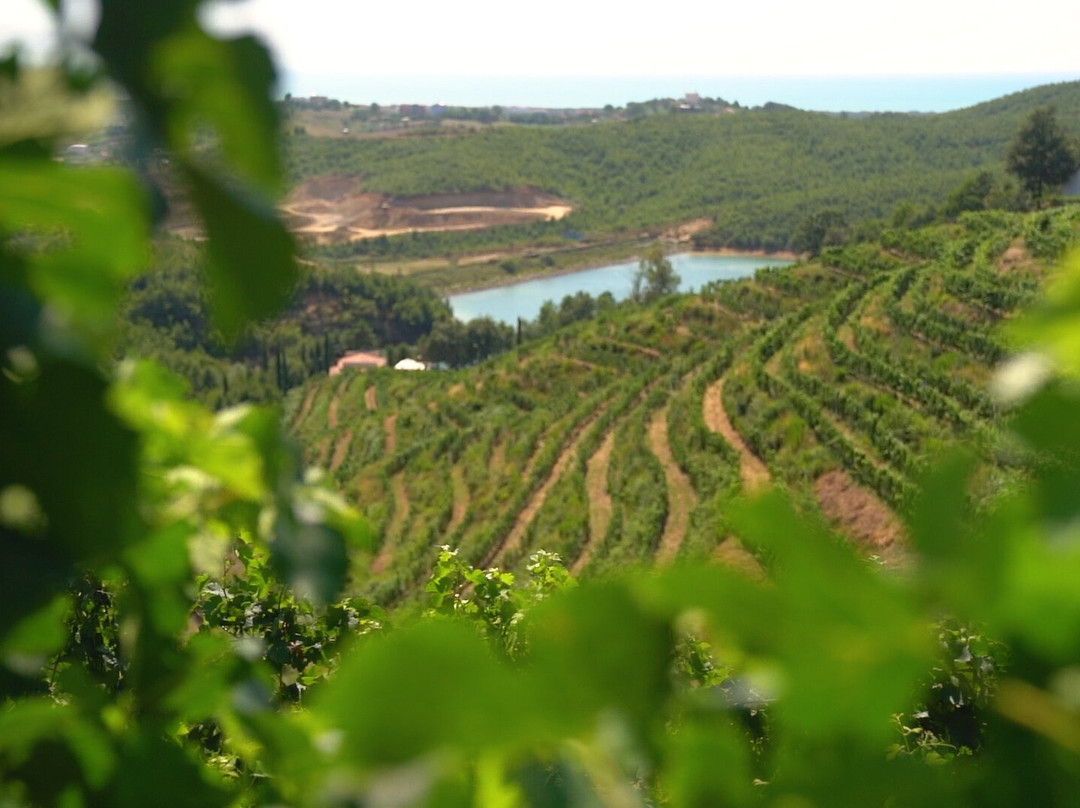 Vinum Wine Tours-杜勒斯必去景点
