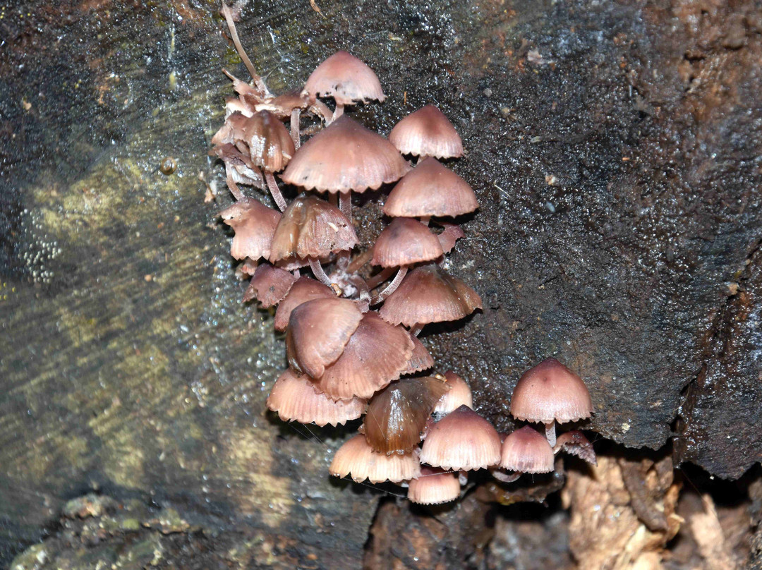 Coney Mountain Trail景点图片