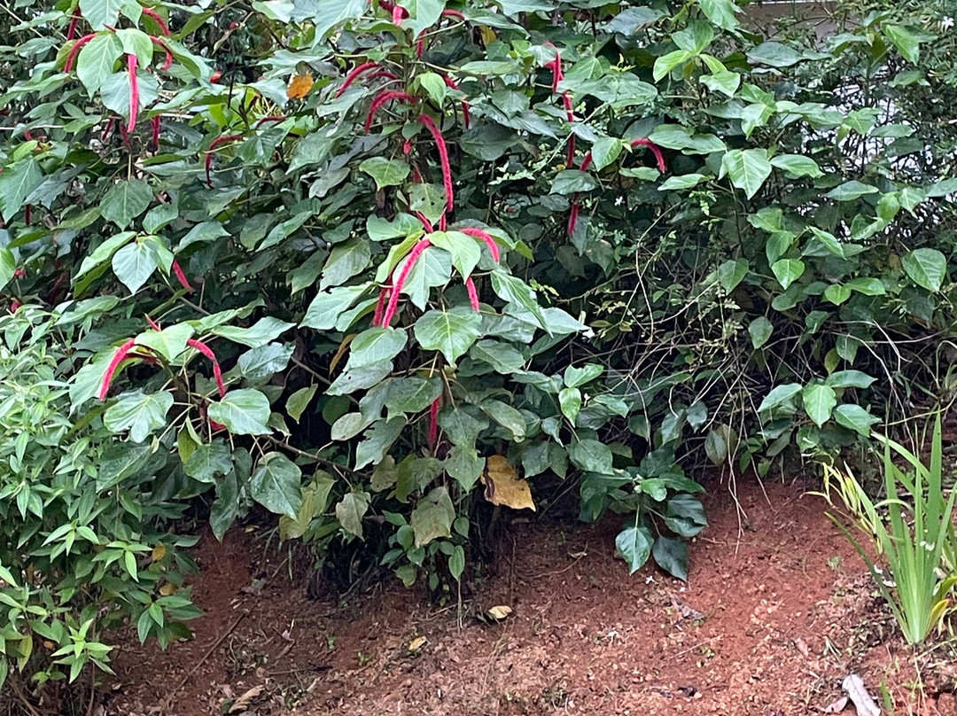 Ebony Springs Specialty Teas and Home Stay Accommodation主图