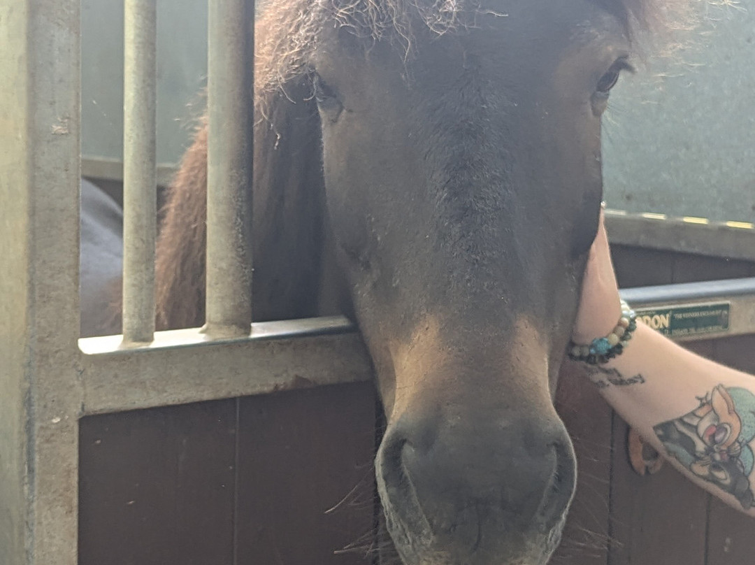 World Horse Welfare Penny Farm景点图片