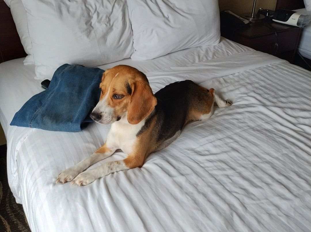 Cobblestone Hotel & Suites - Chippewa Falls主图