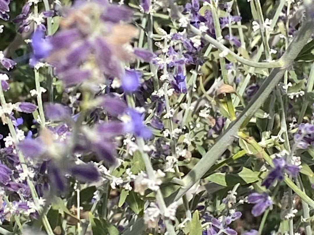 Il Galletto di Marzo主图