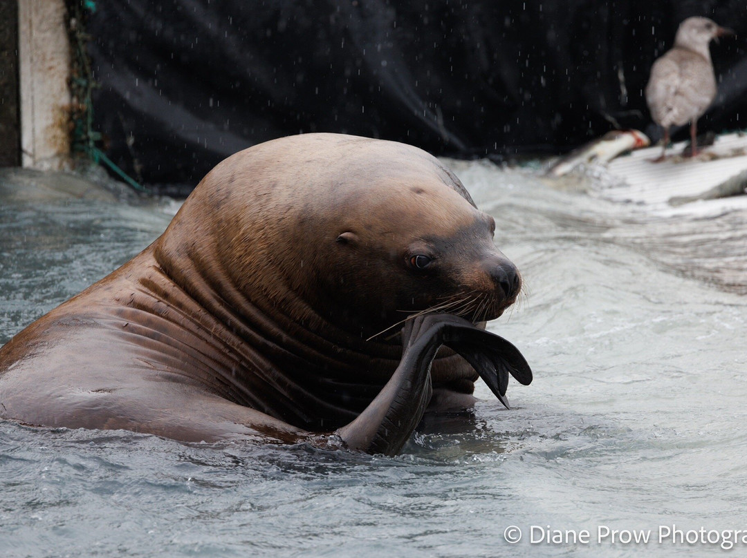 The Solomon Gulch Hatchery-瓦尔迪兹必去景点