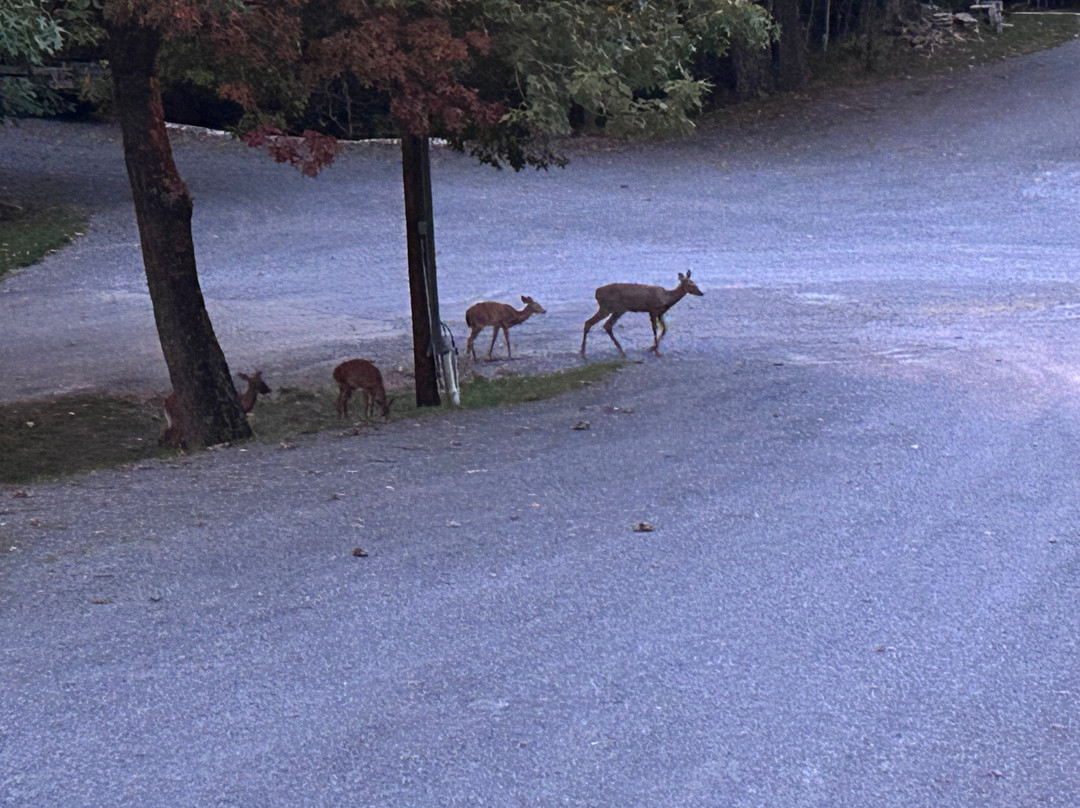 Koolwink Motel主图