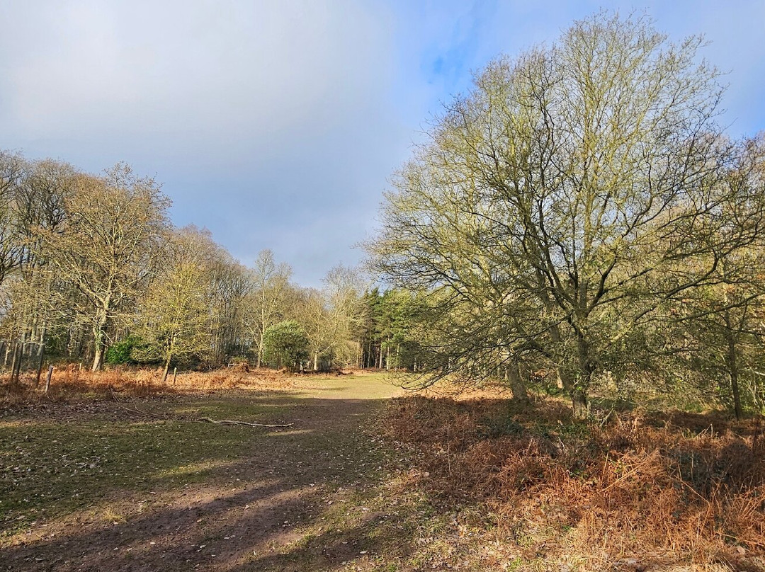 Queenswood Country Park & Arboretum景点图片