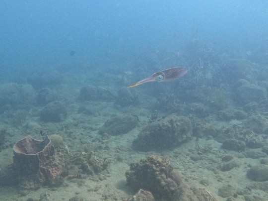 Reef Shepherd-圣玛尔塔必去景点