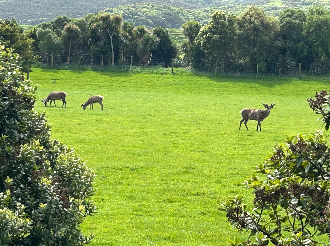 Hapuku Lodge + Tree Houses
