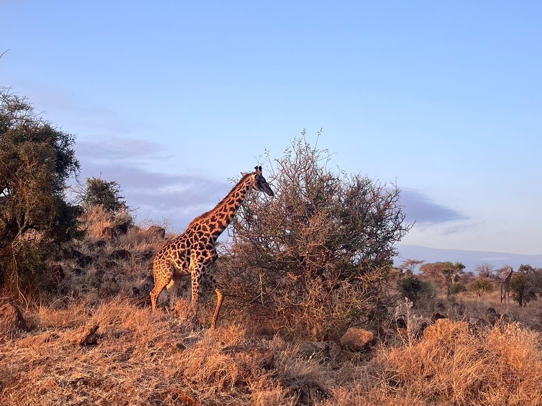 Muka Tours and Safaris-马林地必去景点
